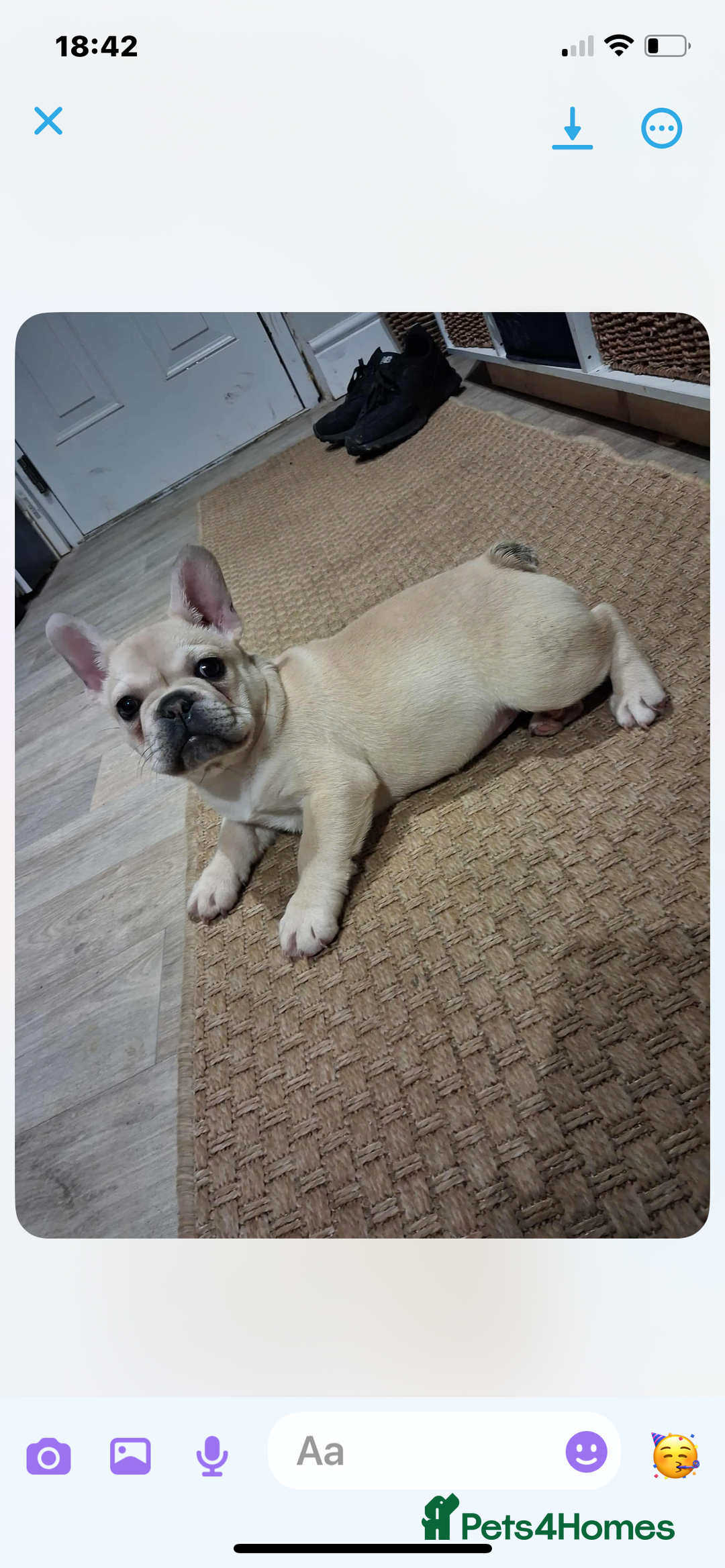 French Bulldog dogs for sale: 2 beautiful French bulldog puppies - Advert 13