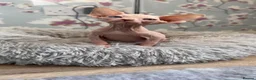 Sphynx cats for sale: Quality Health Tested Sphynx Kittens  - Advert 2