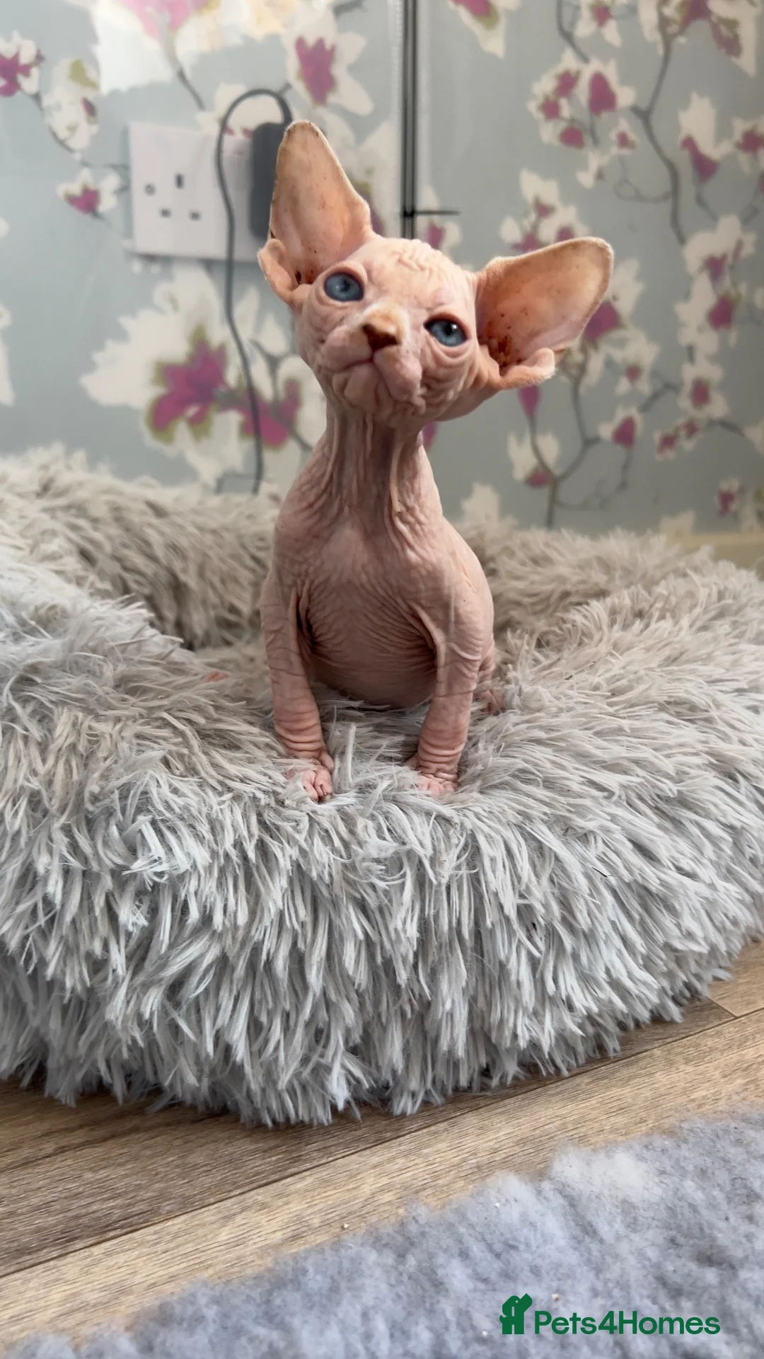 Sphynx cats for sale: Quality Health Tested Sphynx Kittens  - Advert 2