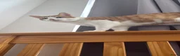 American Shorthair cats for sale: Lovely orange and white boy cats - Advert 2