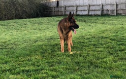 German Shepherd dogs for sale: 25 years experience breeding German Shepherds  - Image 25