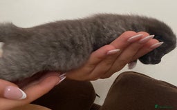Mixed Breed cats for sale: Ragdoll X kitten for sale  - Image 10