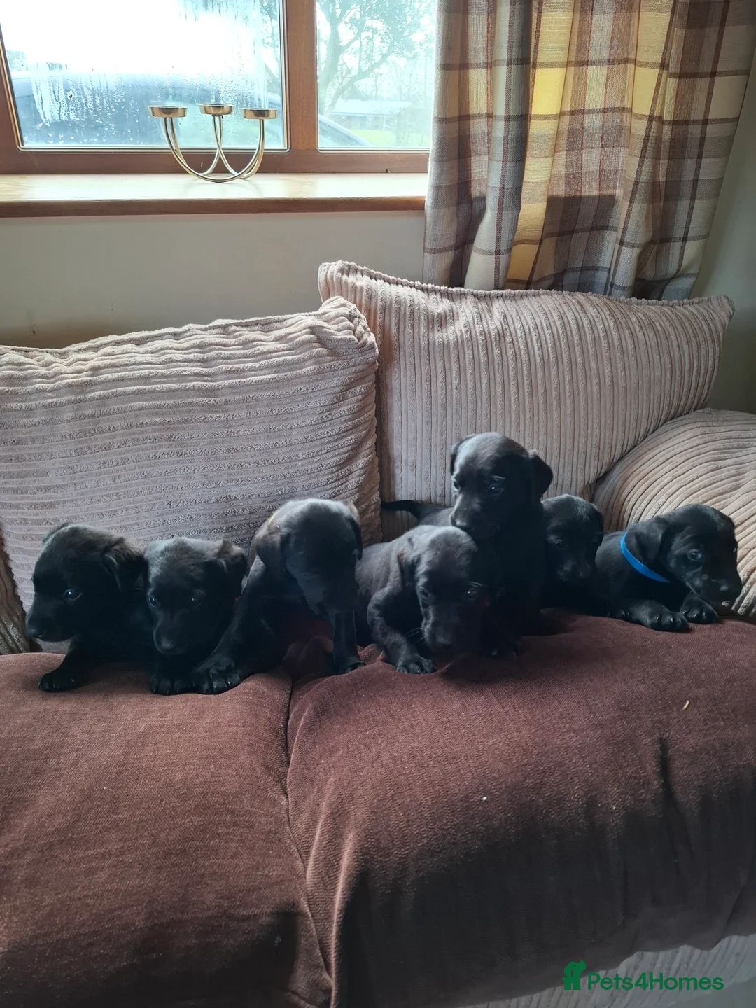 Labrador Retriever dogs for sale: LABRADOR PUPPIES FOR SALE  - Advert 1