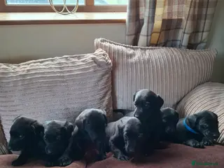 Labrador Retriever dogs LABRADOR PUPPIES FOR SALE - Advert 7
