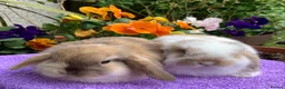 Mini Lop rabbits for sale: Gorgeous purebred baby mini lops ready to reserve - Advert 2