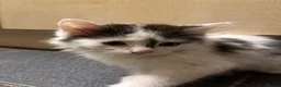 Turkish Angora cats for sale: 2 female 1 male Turkish angora kittens  - Advert 7