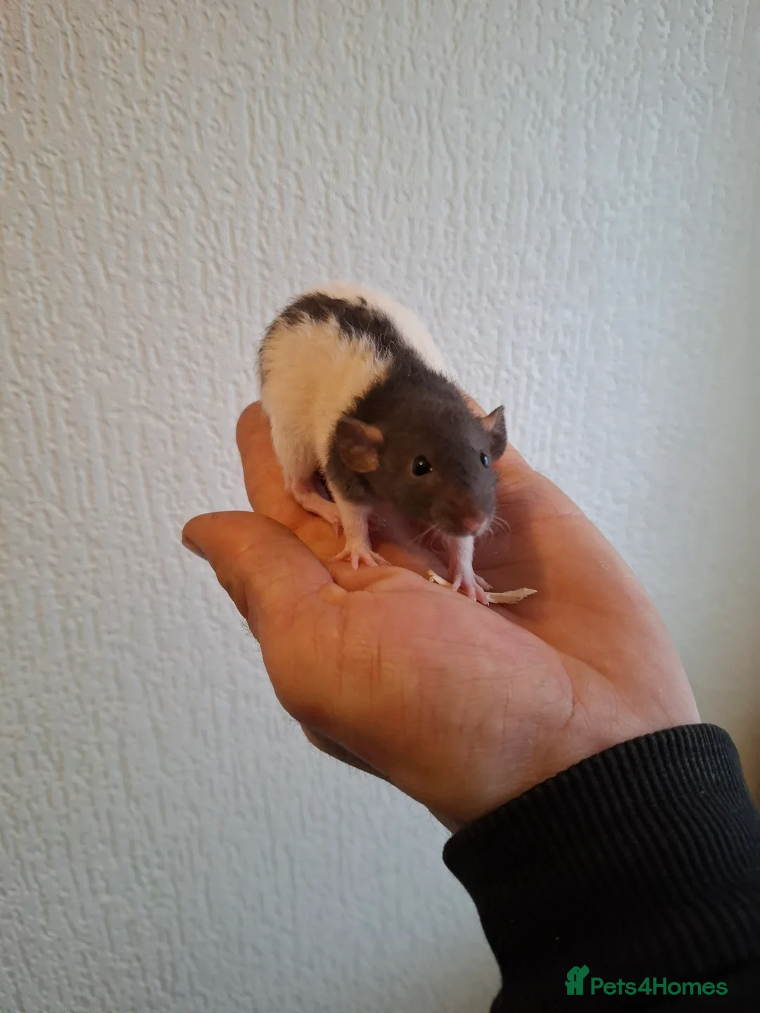 Rat rodents for sale: BABY RATS READY NOW - Advert 7