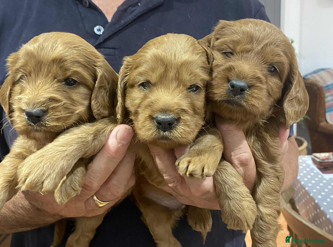 Cockapoo dogs for sale: Quality Cockapoo puppies - Image 4