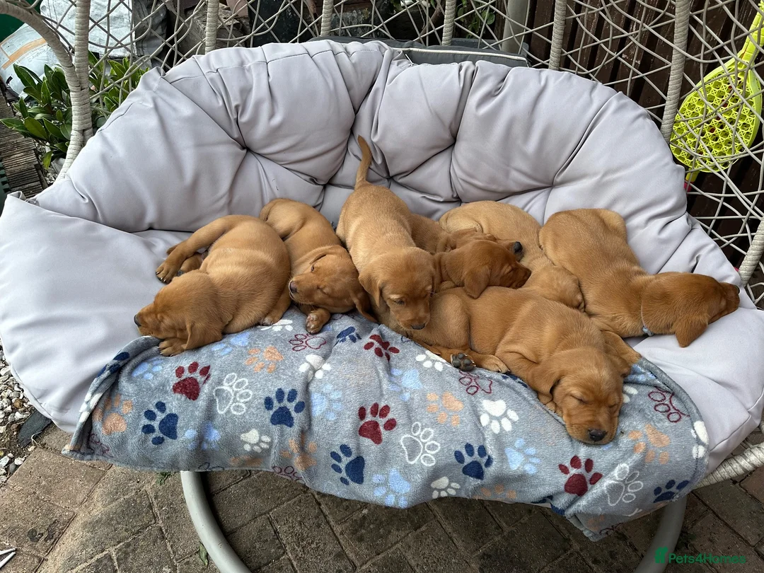 Labrador Retriever dogs for sale: Fox Red labrador puppies in Swindon - Advert 2