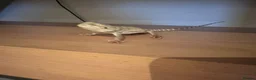 Bearded Dragon reptiles for sale: Baby Bearded Dragon 12 weeks - Advert 13