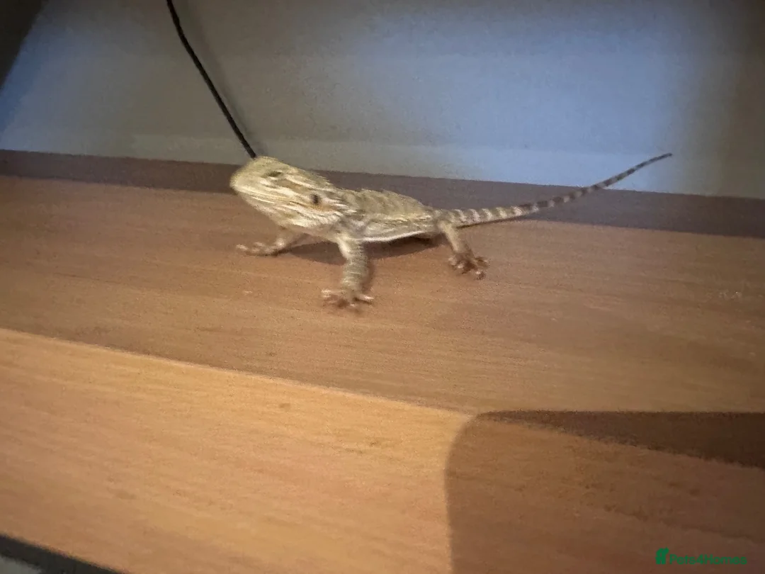 Bearded Dragon reptiles for sale: Baby Bearded Dragon 12 weeks - Advert 13