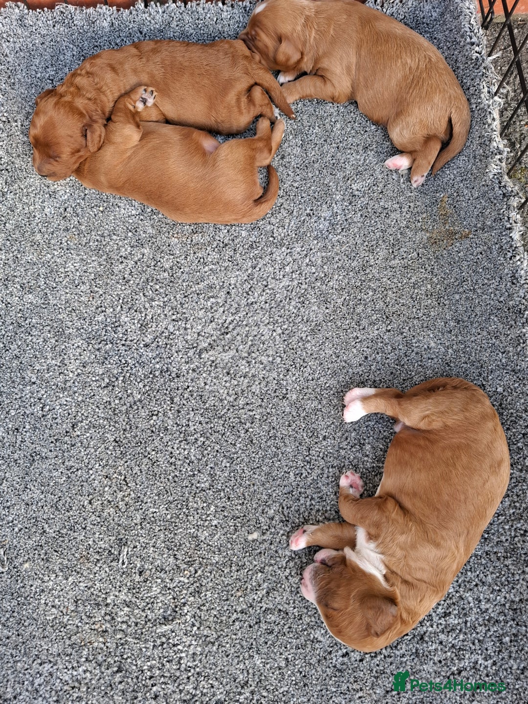 Mixed Breed dogs for sale: Cavapoo puppies  - Image 6