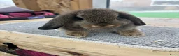 Mini Lop rabbits for sale: BRC rung and vaccinated Baby rabbits  - Advert 5