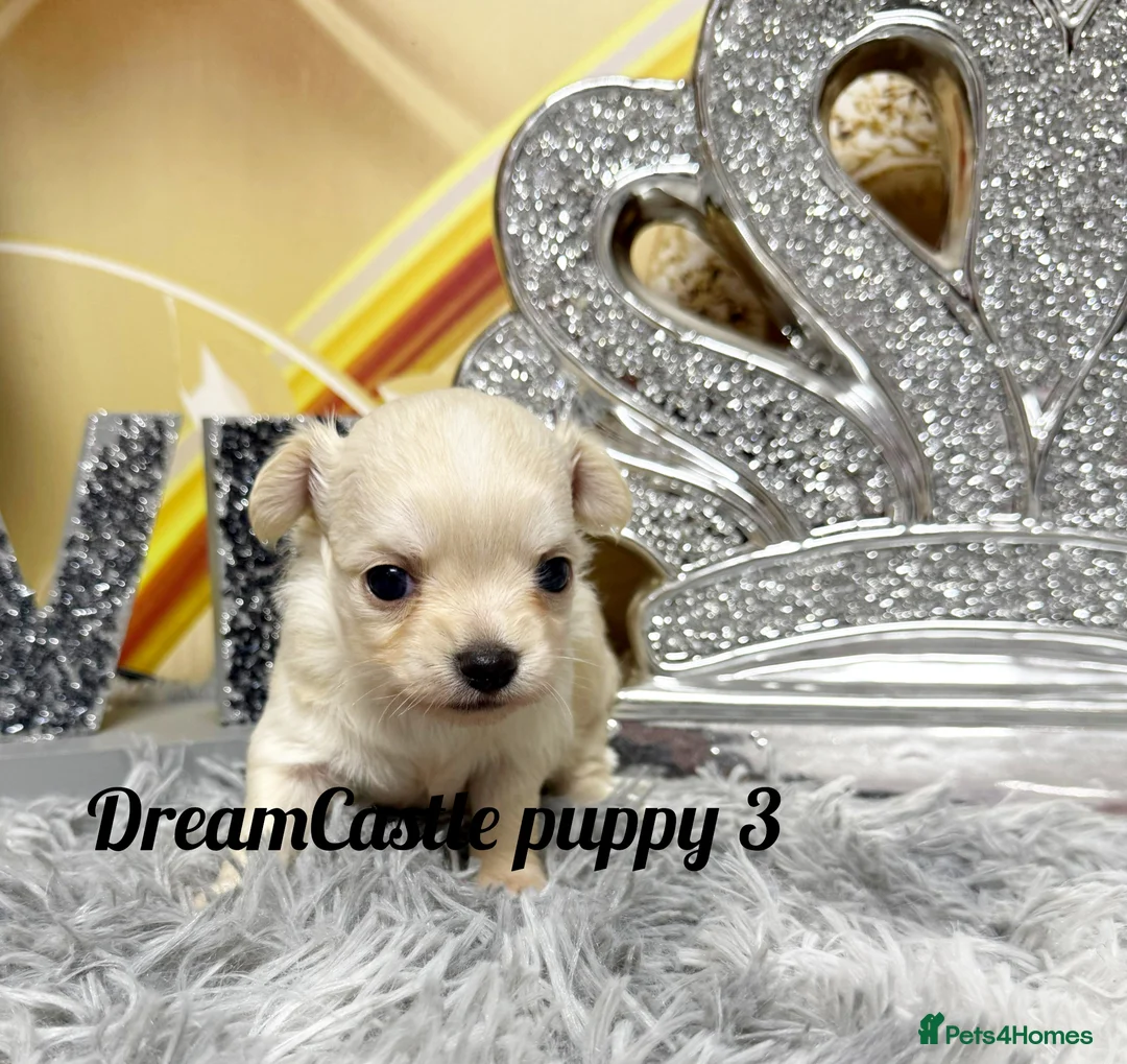 Chihuahua dogs for sale: KC reg Long coat boys available  - Advert 13