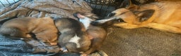 Huskita dogs for sale: Gorgeous huskita puppies for sale - Advert 1