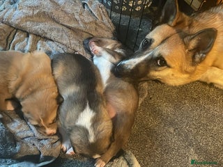 Huskita dogs Gorgeous huskita puppies for sale - Advert 1