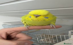 Budgerigars birds for sale: Budgies for sale - Image 4