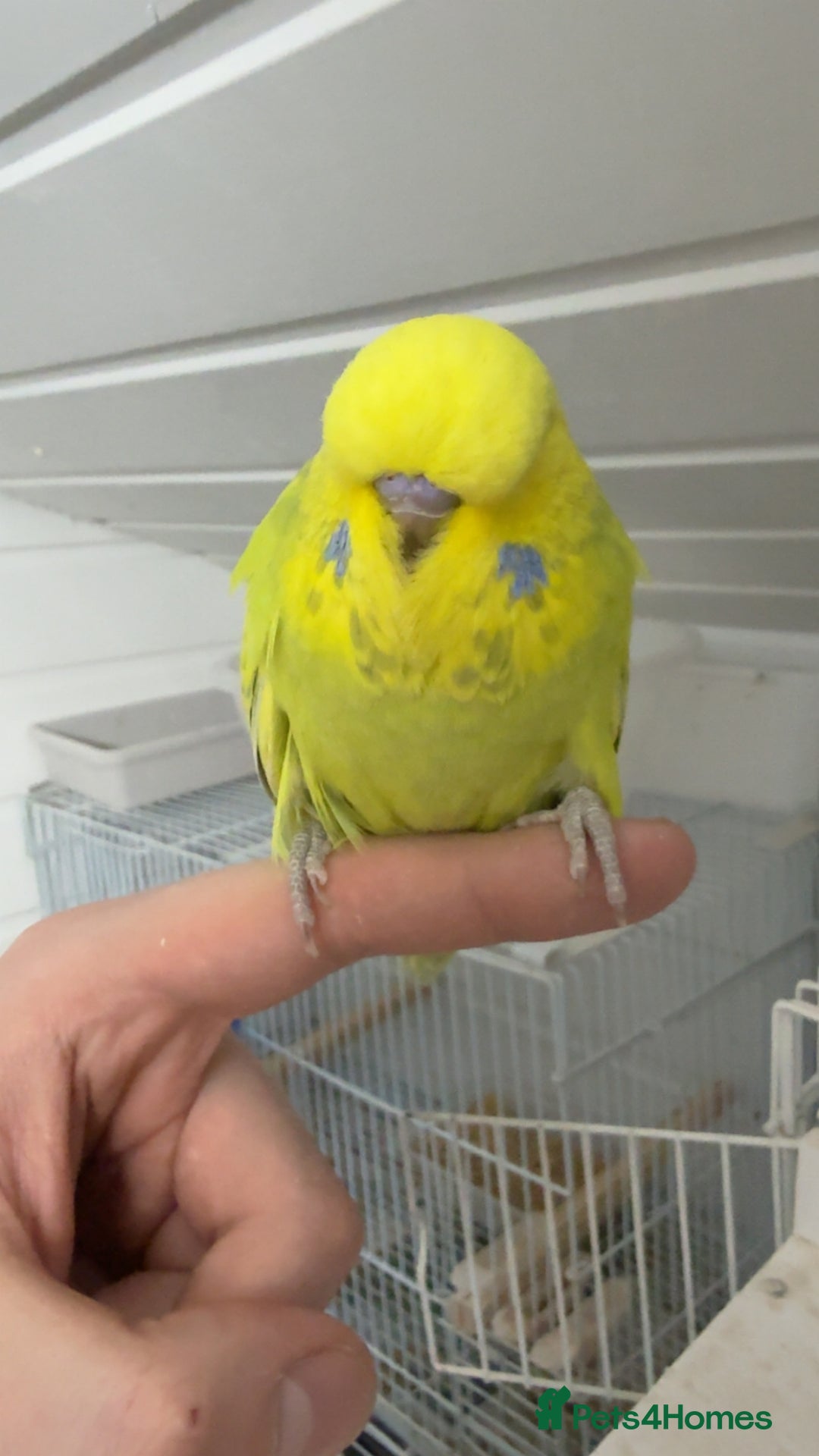 Budgerigars birds for sale: Budgies for sale - Image 4