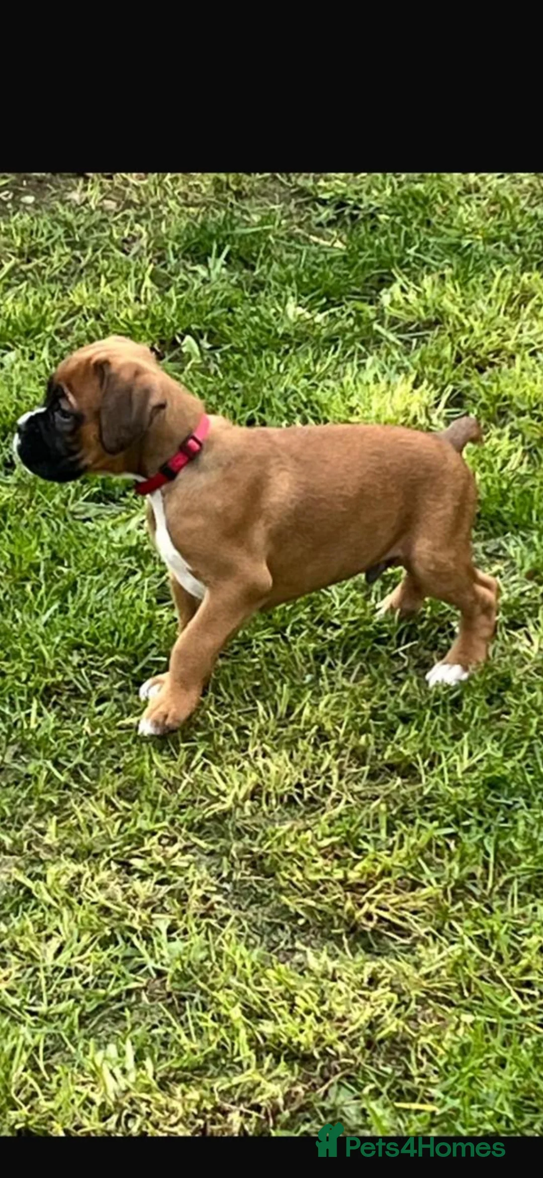 Boxer dogs for sale: Boxer pups  - Advert 24