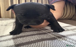 Staffordshire Bull Terrier dogs for sale: 8 Staffordshire Bull Terriers  - Image 11