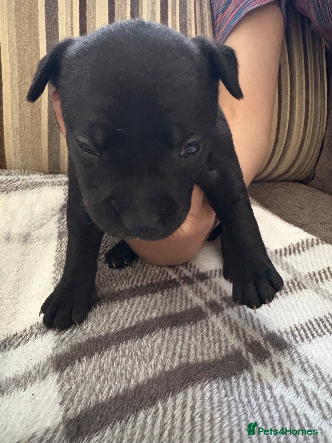Staffordshire Bull Terrier dogs for sale: 8 Staffordshire Bull Terriers  - Image 11