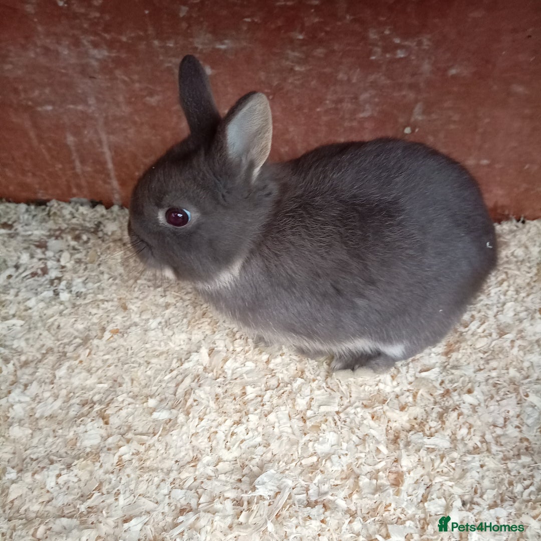 Netherland Dwarf rabbits for sale: Netherland dwarf baby's and young adults  - Advert 6