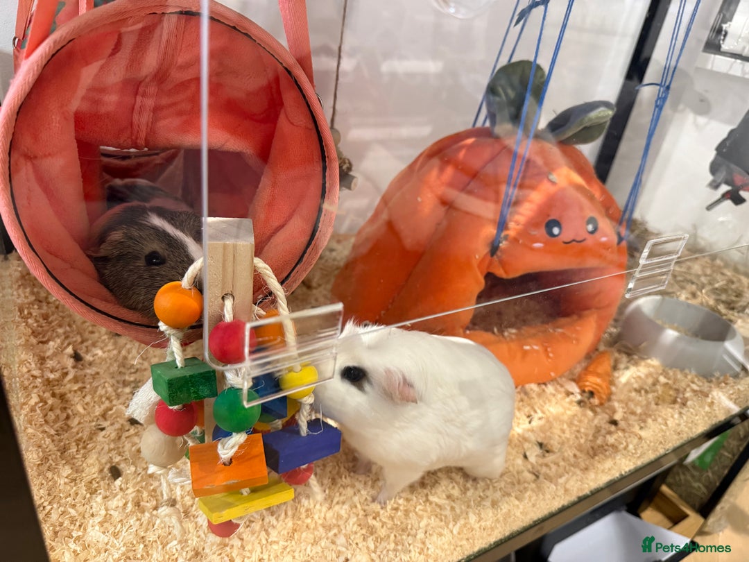 Guinea Pig rodents for sale: 2 Lovely Guinea Pigs Looking for a New Home 🐹🐹 - Image 5