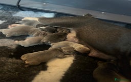 French Bulldog dogs for sale: 💕🐾 Stunning French bulldogs 🐾💕 - Advert 40