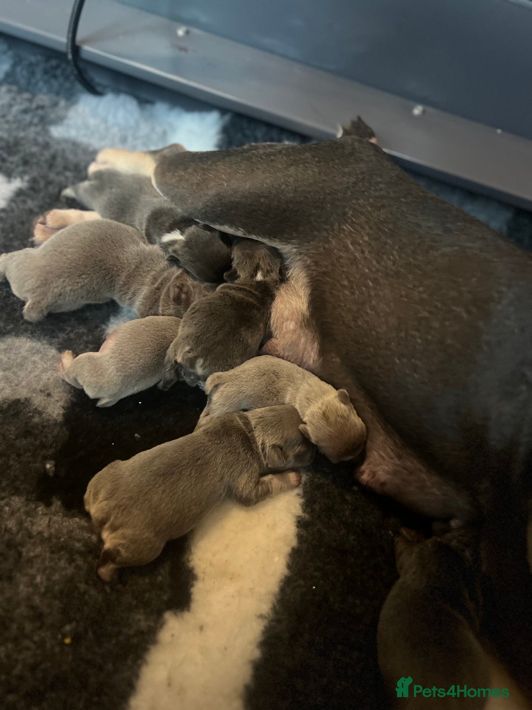 French Bulldog dogs for sale: 💕🐾 Stunning French bulldogs 🐾💕 - Advert 40