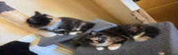 Mixed Breed cats for sale: 3 beautiful kittens - Advert 18