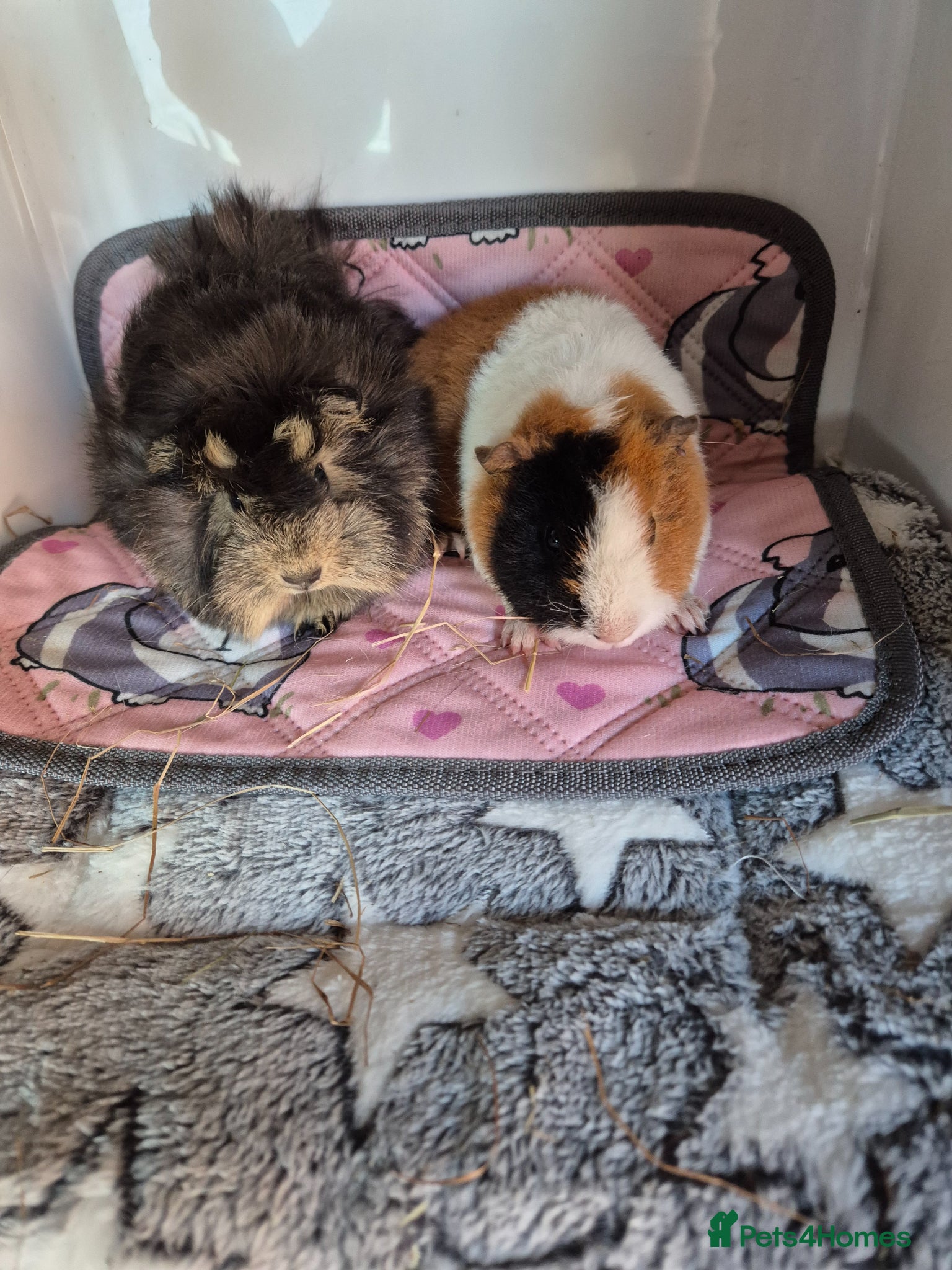 Guinea Pig rodents Female Baby Guinea Pigs Teddy & Funky - Advert 12