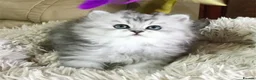 Persian cats for sale: Lovely persian kittens in Burton-on-Trent - Advert 9