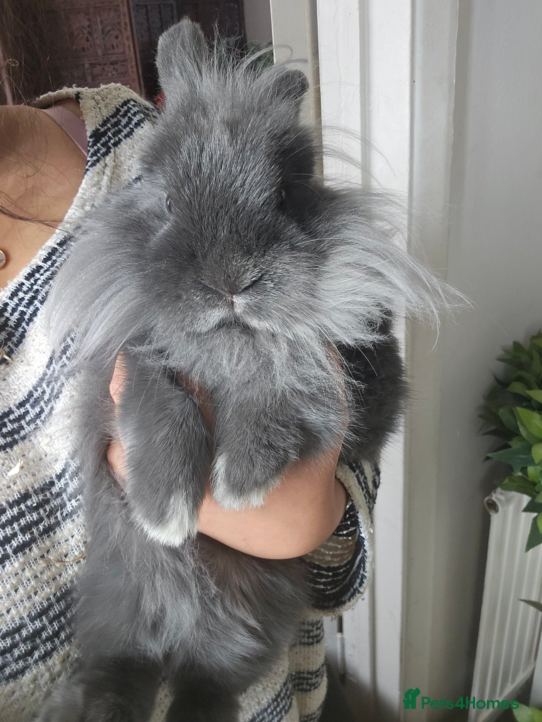 Lionhead rabbits for sale: Beautiful Blue Lion Head Boy - Advert 10