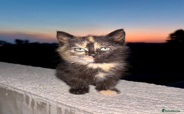 Mixed Breed cats - Advert 12