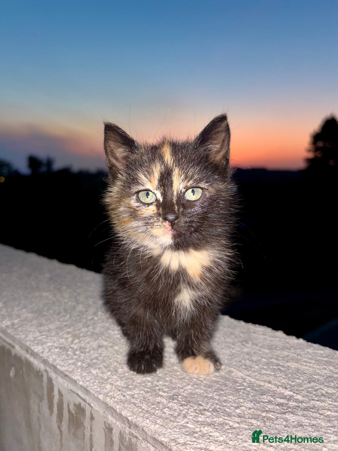 Mixed Breed cats for sale: Kittens ready to go - Image 1