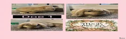 Mini Lop rabbits for sale: Mini Lop pure bred babies for sale  - Advert 1