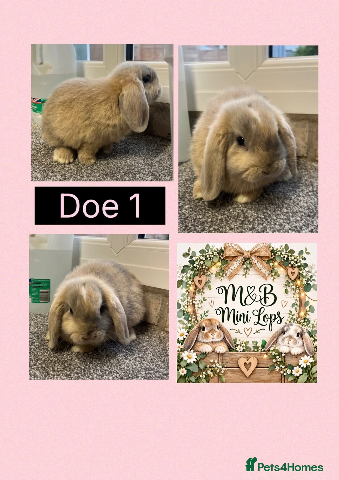 Mini Lop rabbits for sale: Mini Lop pure bred babies for sale  - Advert 1