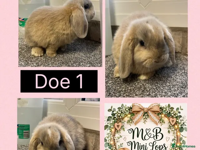 Mini Lop rabbits Mini Lop pure bred babies for sale - Advert 1