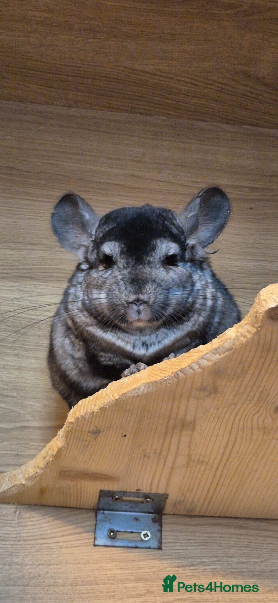 Chinchilla rodents Male chinchilla available  - Advert 2