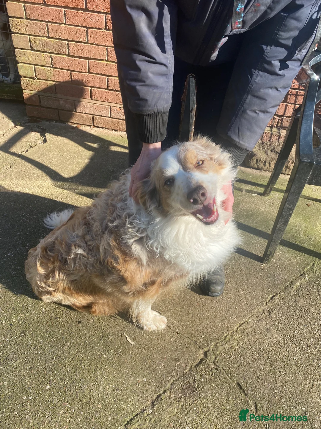 Border Collie dogs for sale: Pure border collie adult - Advert 1