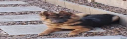 German Shepherd dogs for sale: Beautiful blue&tan pup - Advert 4