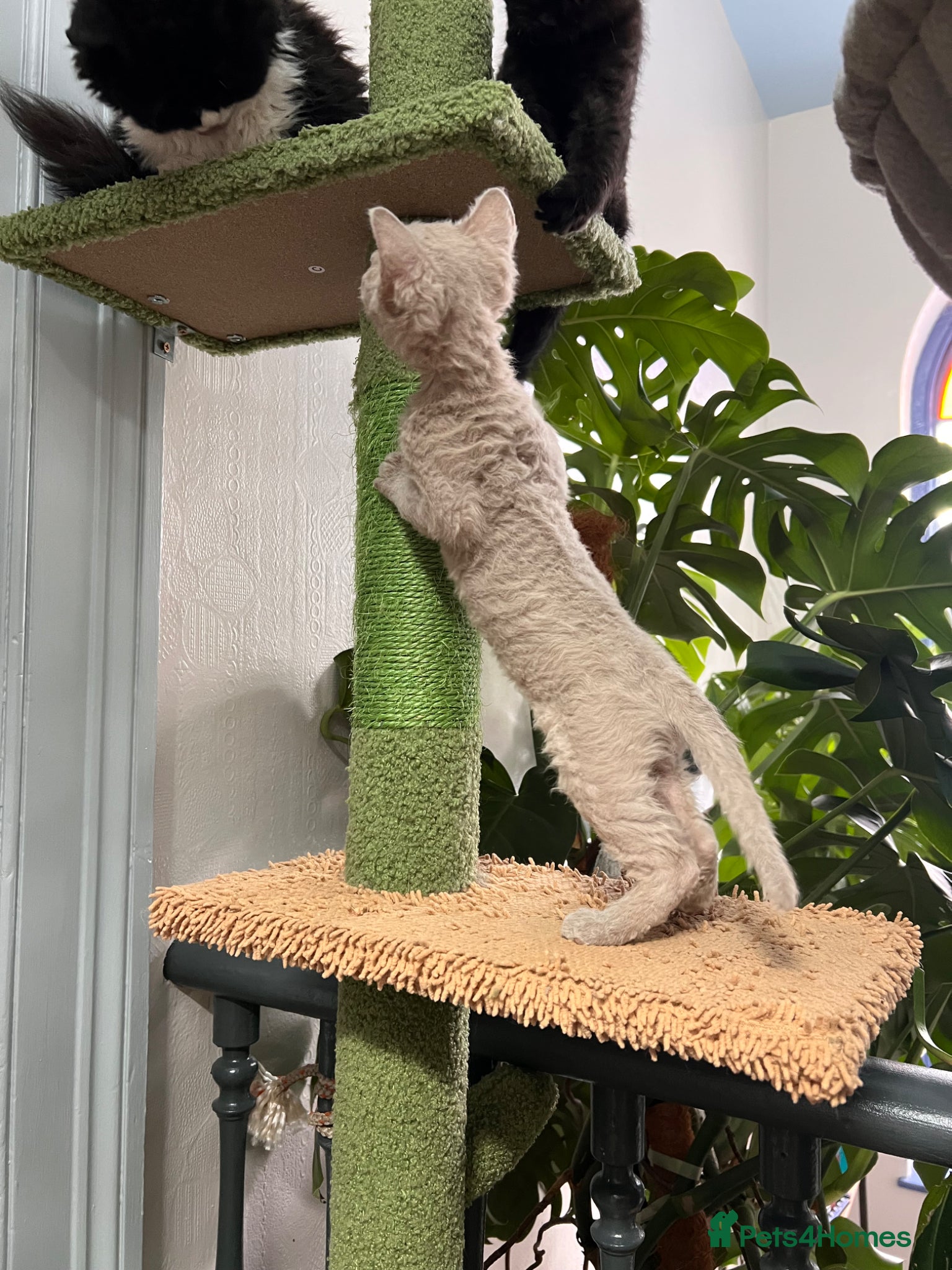 Selkirk Rex cats RARE LILAC SELKIRK REX 🐈😻 - Advert 4