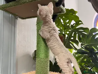 Selkirk Rex cats RARE LILAC SELKIRK REX 🐈😻 - Advert 4