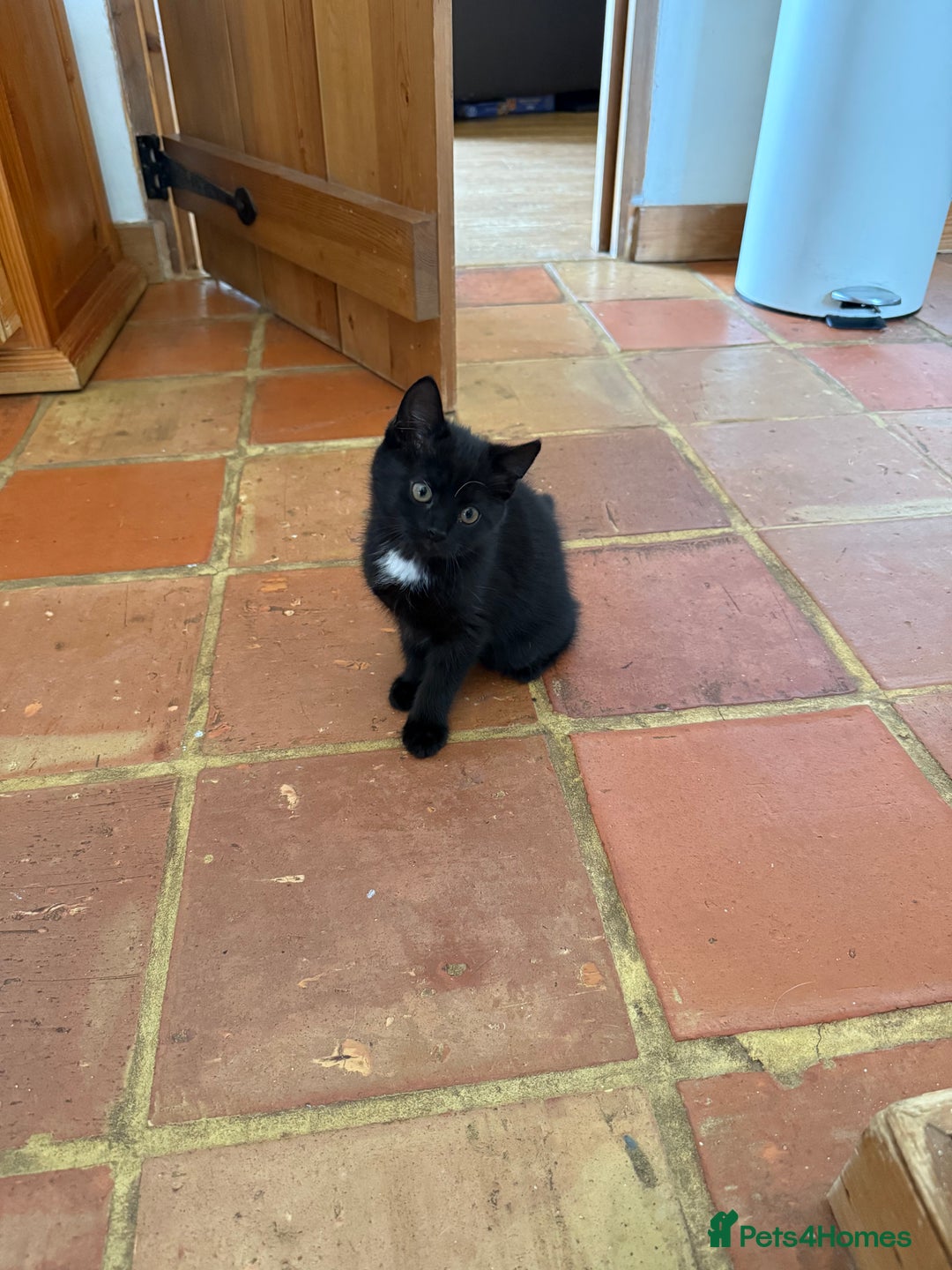 Mixed Breed cats for sale: 3 British short hair cross - Image 3