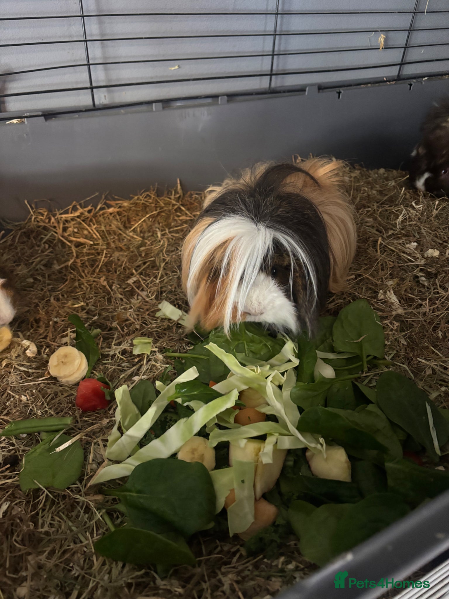 Guinea Pig rodents 2 beautiful boys  - Advert 17