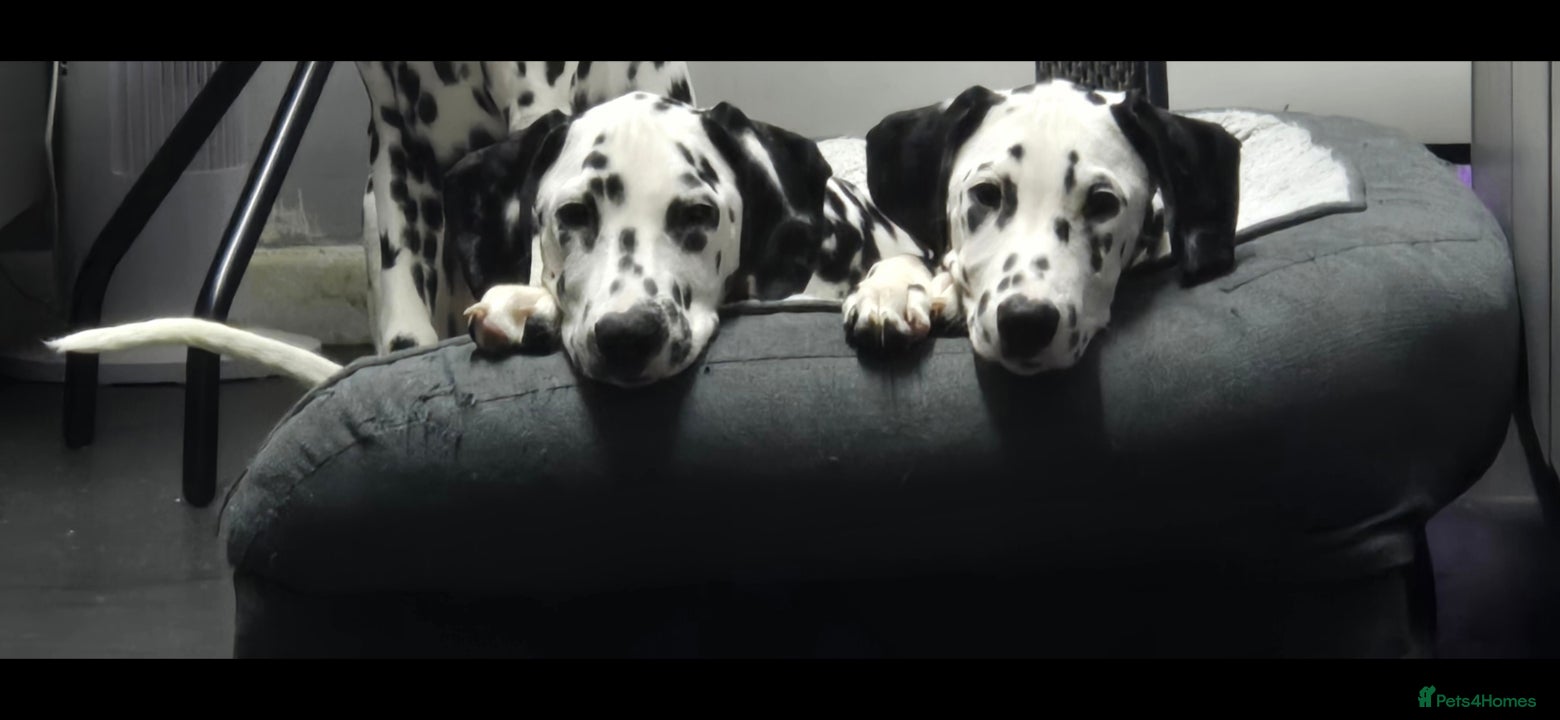Dalmatian dogs Handsome dalmation brothers  - Advert 7