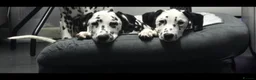 Dalmatian dogs for sale: Handsome dalmation brothers  - Advert 1