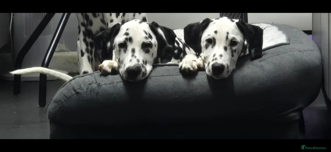 Dalmatian dogs for sale: Handsome dalmation brothers  - Advert 1