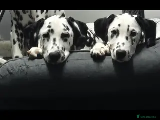 Dalmatian dogs Handsome dalmation brothers - Advert 2