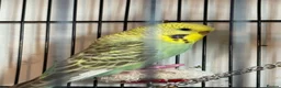 Budgerigars birds for sale: 2 beautiful paired budgies in Reigate - Advert 3